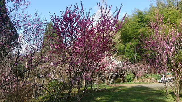 桃の花の3の写真
